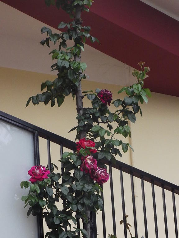 Hotel Renato Sesto San Giovanni Εξωτερικό φωτογραφία